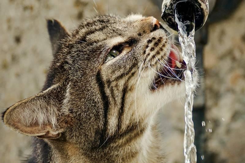 Un chat boit de l'eau